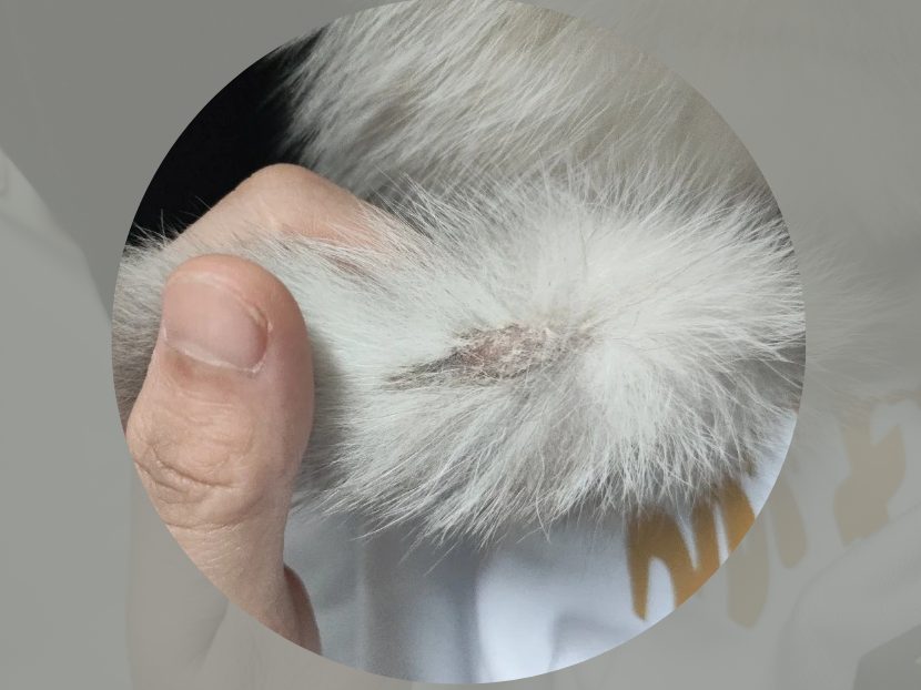 猫尾巴上有猫癣怎么治？