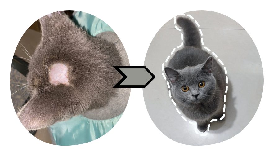 猫癣头部长癣怎么治疗?