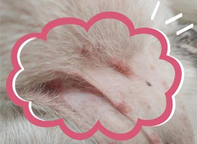 狗狗大腿内侧皮肤泛红原因解析与处理指南