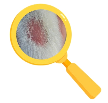 宠物健康警报！狗狗脱毛红肿烂皮护理