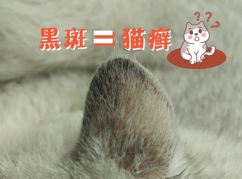 猫咪耳朵黑斑原因解析，如何诊断与治疗猫癣
