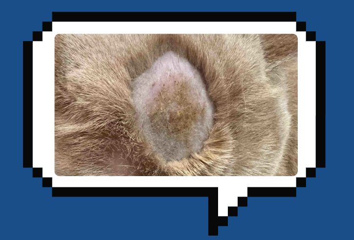 猫咪感染猫癣掉毛严重怎么办？治疗与预防全攻略