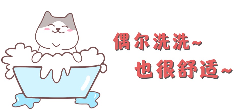 猫咪得猫癣怎么治疗？