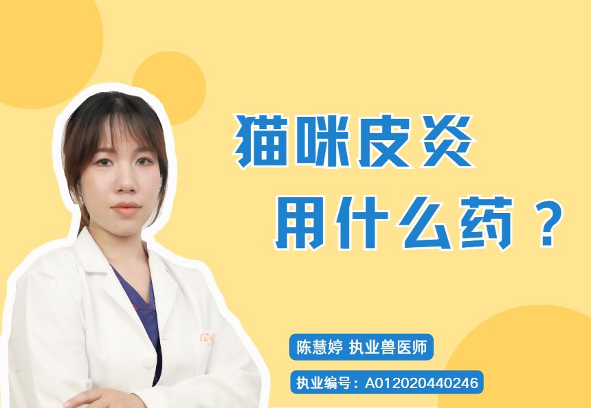 猫咪皮炎治疗指南：细菌真菌螨虫过敏对症用药与护理
