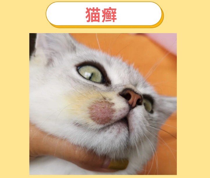 猫咪嘴边掉了一块毛是猫癣吗?