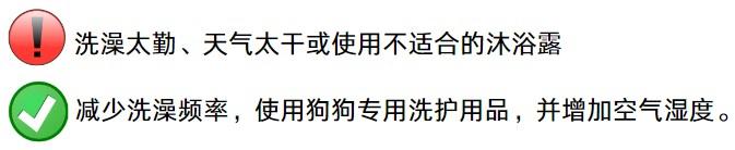 狗狗皮肤瘙痒不用慌，精准用药是关键