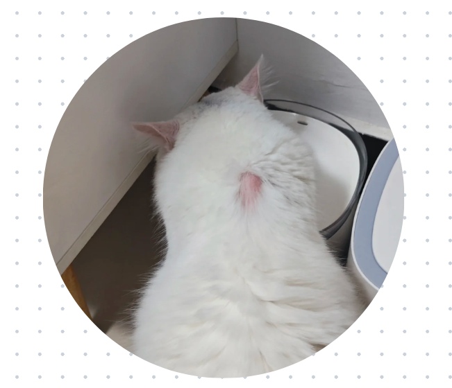 猫咪脖子的毛秃了怎么办?