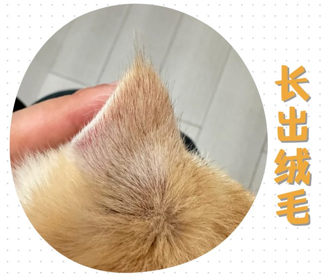 猫癣好了是什么样的?