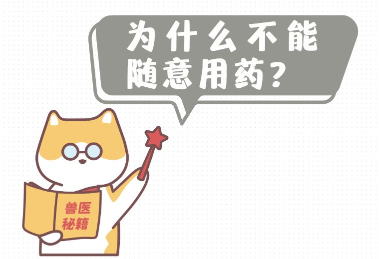 给猫治疗猫癣用什么药？