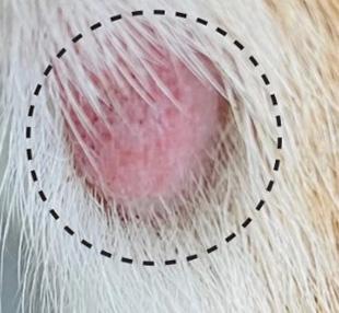 狗狗身上秃一块不长毛是怎么回事?
