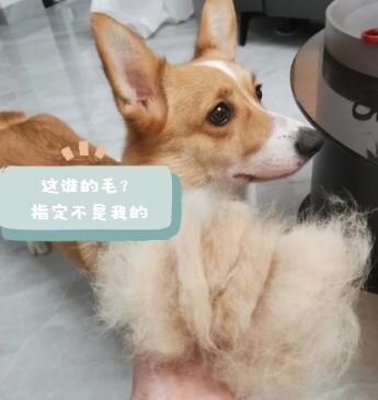 告别柯基脱毛烦恼,秘籍大公开!