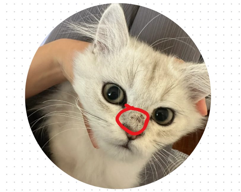 猫鼻子上面长了小硬疙瘩