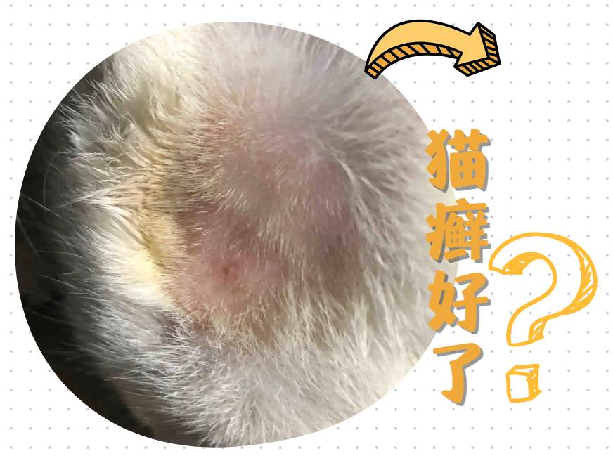 怎么判断猫癣已经治好了?