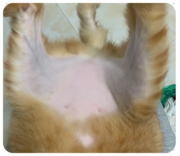 猫咪大面积脱毛的原因