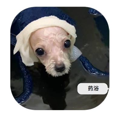 金毛得了真菌性皮肤病？不妨试试这个方法