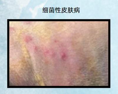 治疗狗狗皮肤病，对症治疗是关键