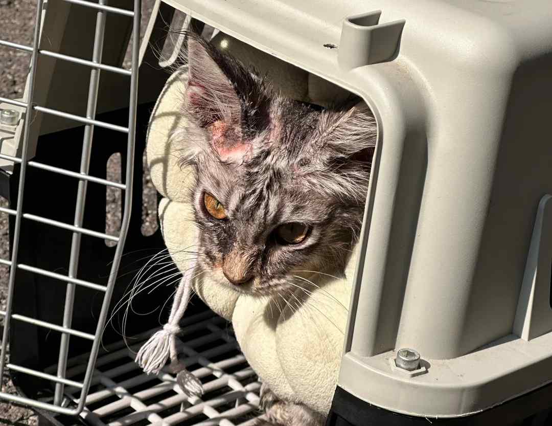 猫癣并非不治之症，大范围感染的治疗与预防指南