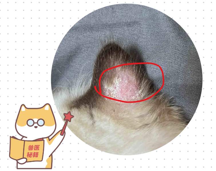 猫咪耳朵脱毛结痂原因解析与家庭护理指南