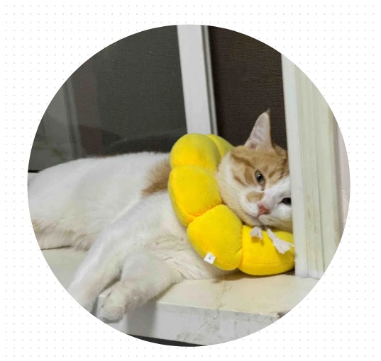 猫咪掉毛严重怎么办？