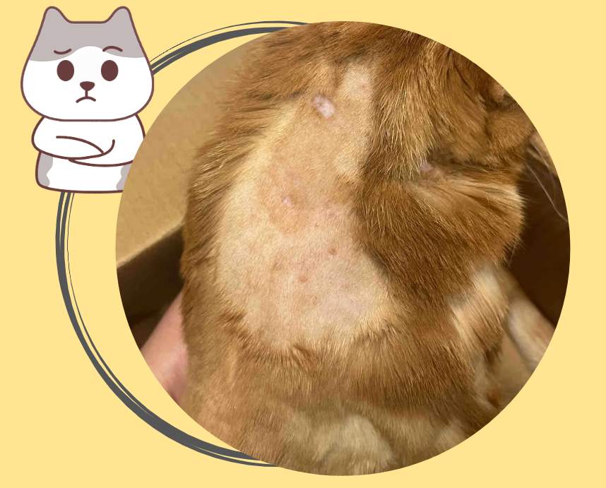 猫咪没有毛秃了一块