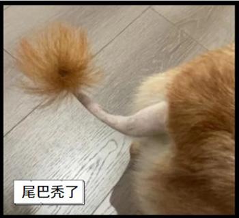 狗狗尾巴脱毛危机，嫩肉显露需呵护！