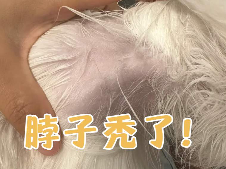 猫咪把脖子上的毛都抓秃了怎么办?