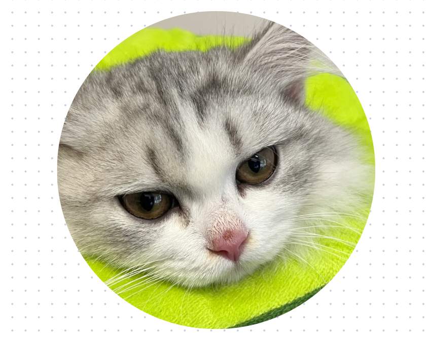 猫鼻子上有硬疙瘩