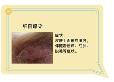 告别狗狗皮肤病，高效喷药守护爱宠健康！