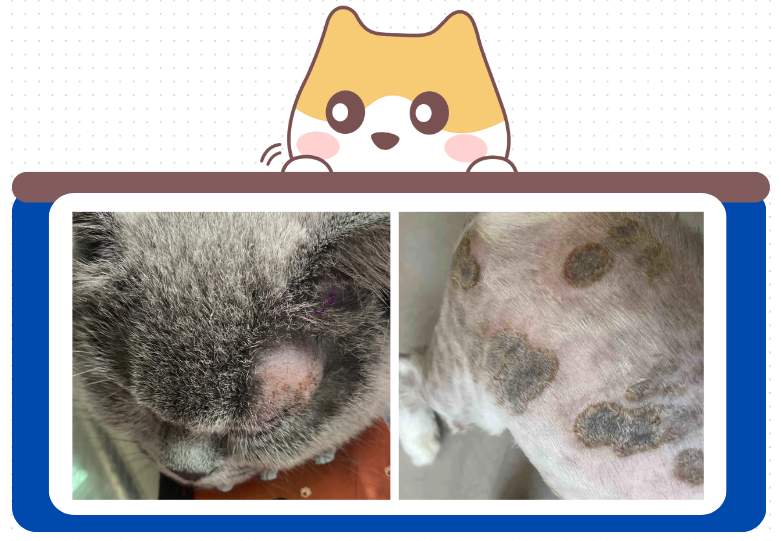 猫癣的症状表现