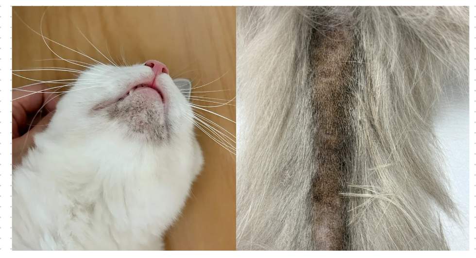 猫咪皮肤病症状