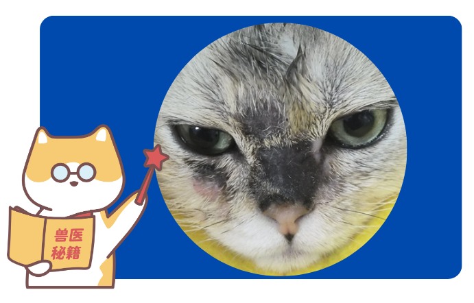 怎么分辨猫是不是得了猫癣?