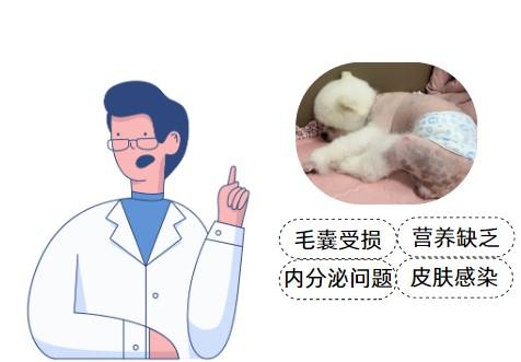 博美犬不长毛皮肤变黑怎么办?