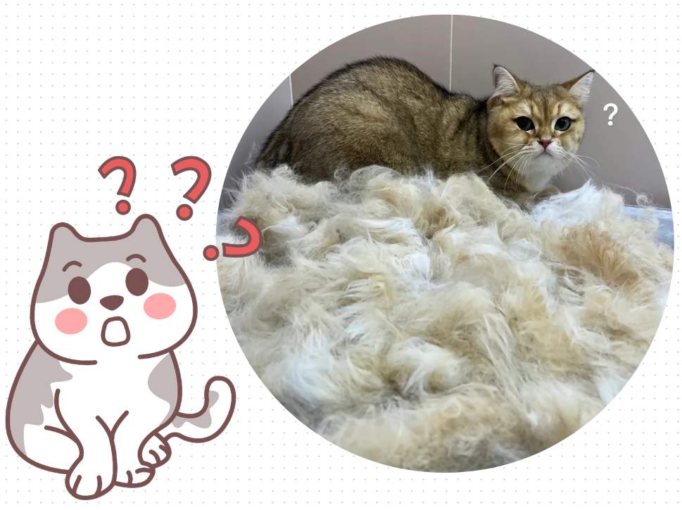 猫咪身上老是掉毛怎么办？