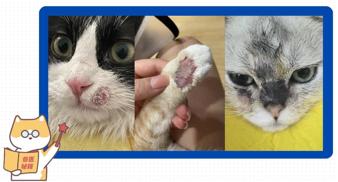 怎么分辨猫癣?