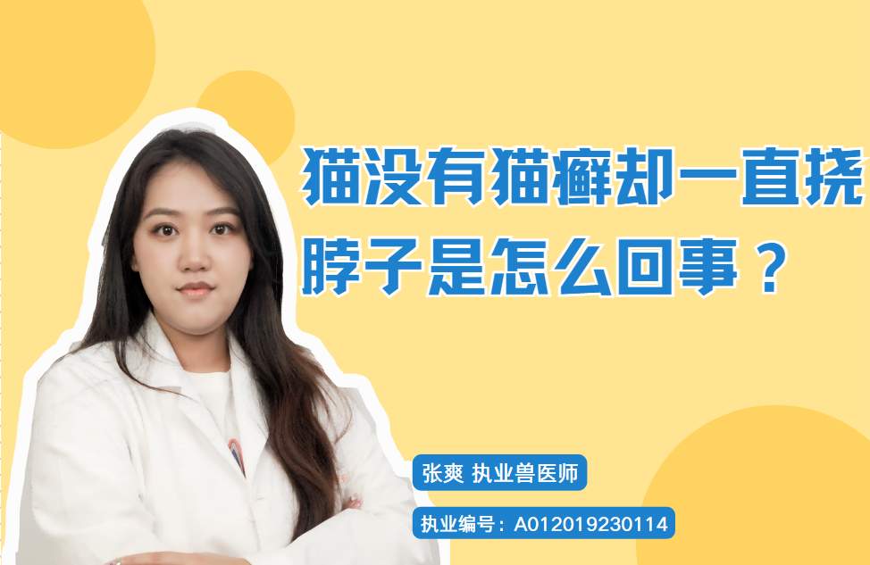 猫咪频繁挠脖子原因解析与正确处理方法