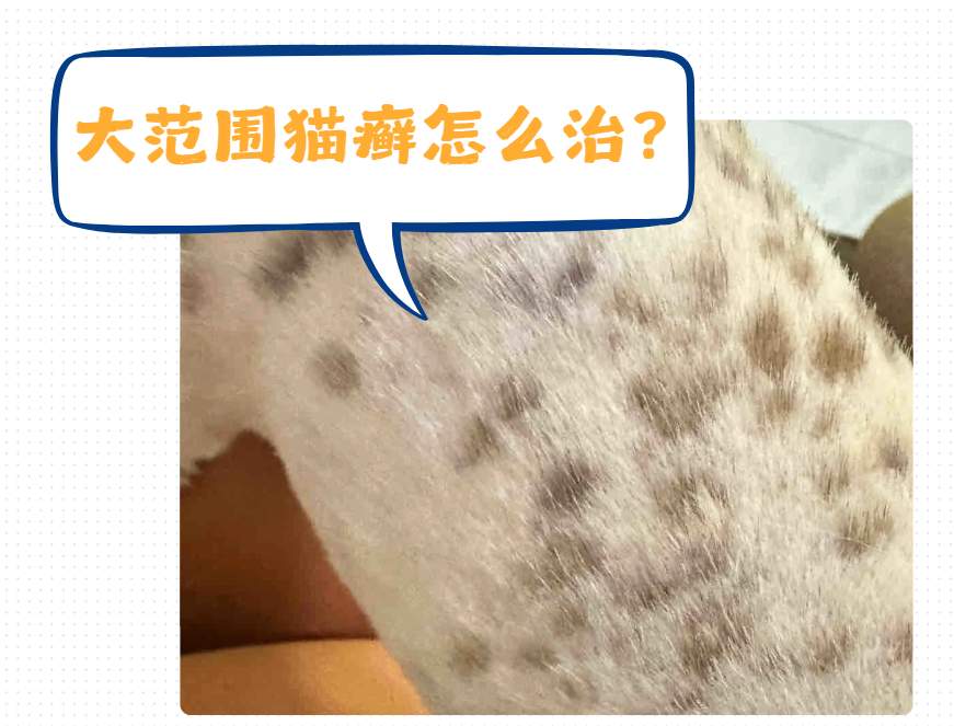猫咪身上感染大量猫癣怎么治？