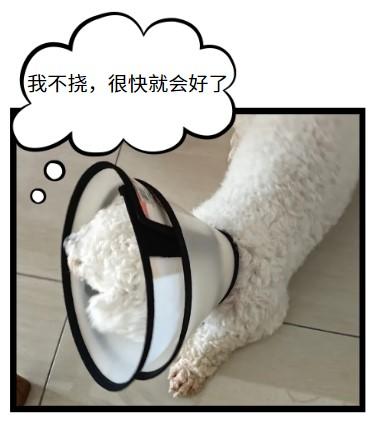 狗狗尾巴发红瘙痒怎么办？