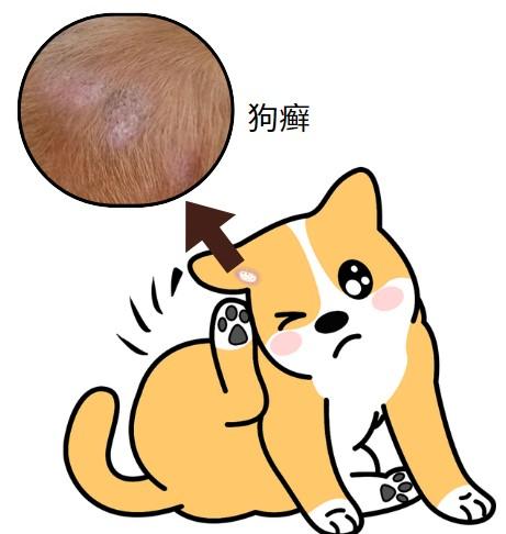 泰迪狗长癣怎么治？从诊断到康复的完整指南