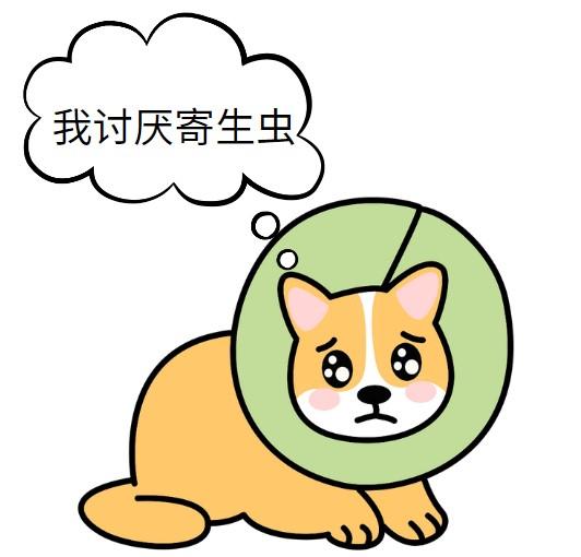 狗狗螨虫感染？一键解锁治愈秘籍！