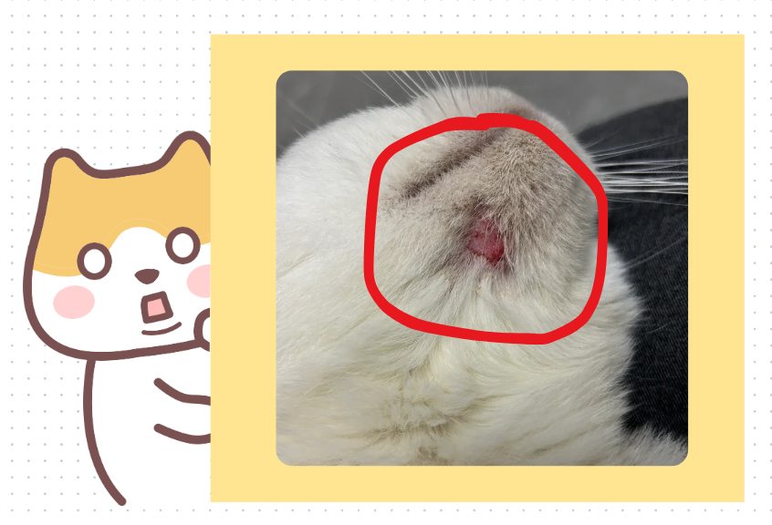 猫咪下巴脱了一撮毛但无癣是怎么回事?