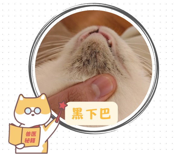 猫咪皮肤病症状