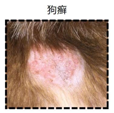 狗狗皮肤大作战：从根源解决起癣掉毛难题