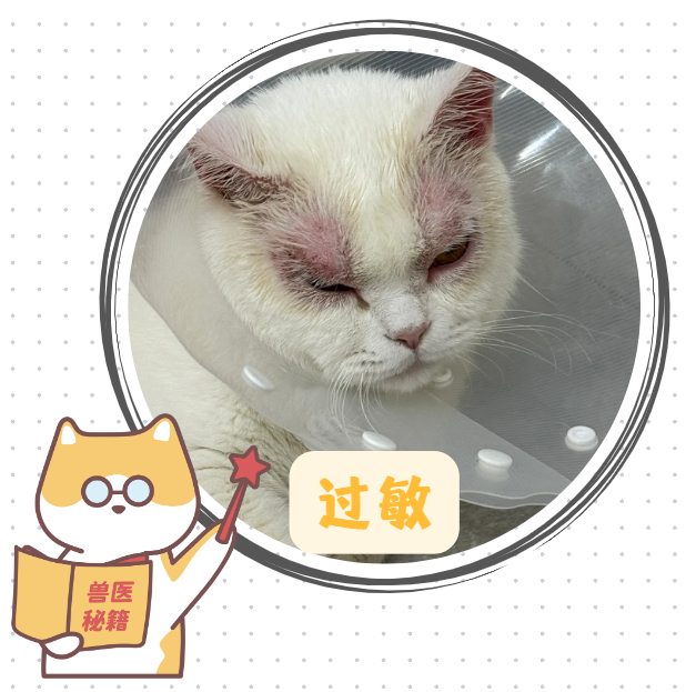猫咪皮肤病图片