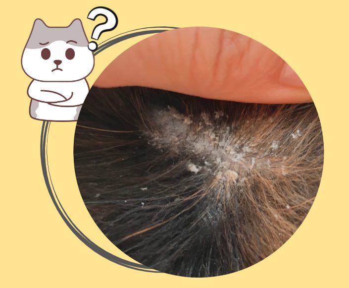 猫咪身上有白色的皮屑是怎么回事？