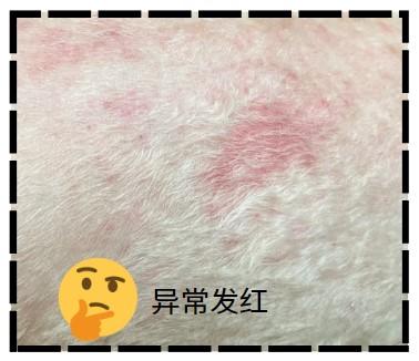 宠物小狗皮肤告急？红且脱毛原因大搜查