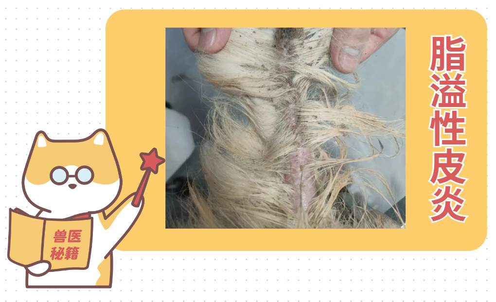 猫咪身上有白色的皮屑