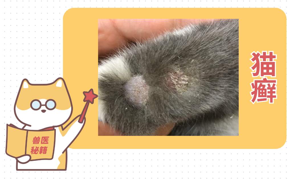 猫咪身上有皮屑是怎么回事？