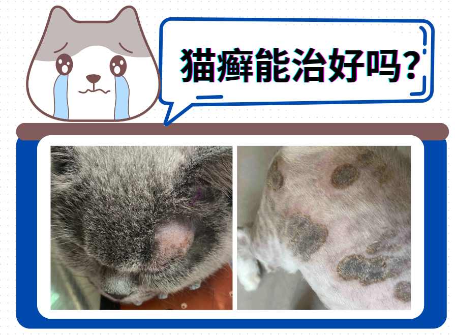 猫癣反复发作如何根治？掌握正确治疗方法与日常护理
