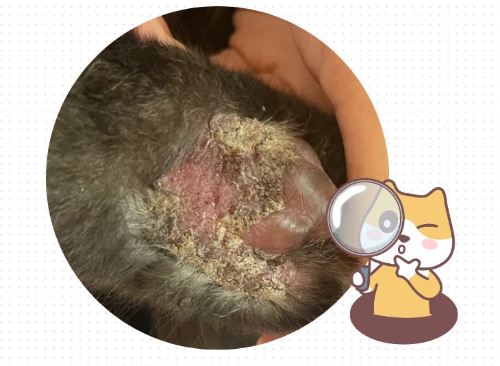 猫爪子真菌感染用什么药？