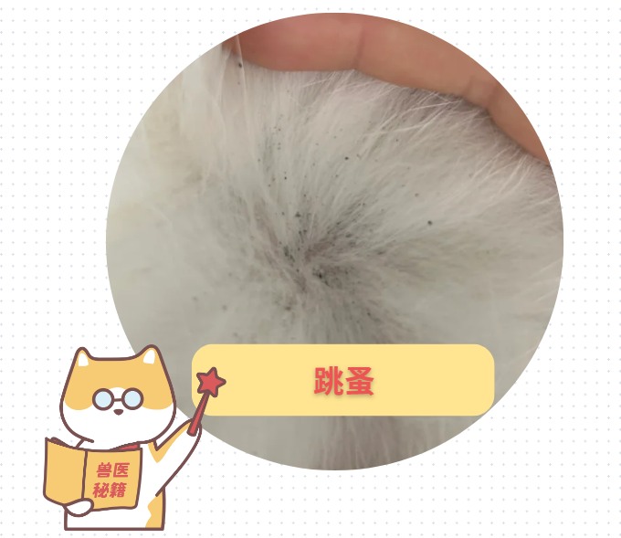 猫咪身上长疙瘩